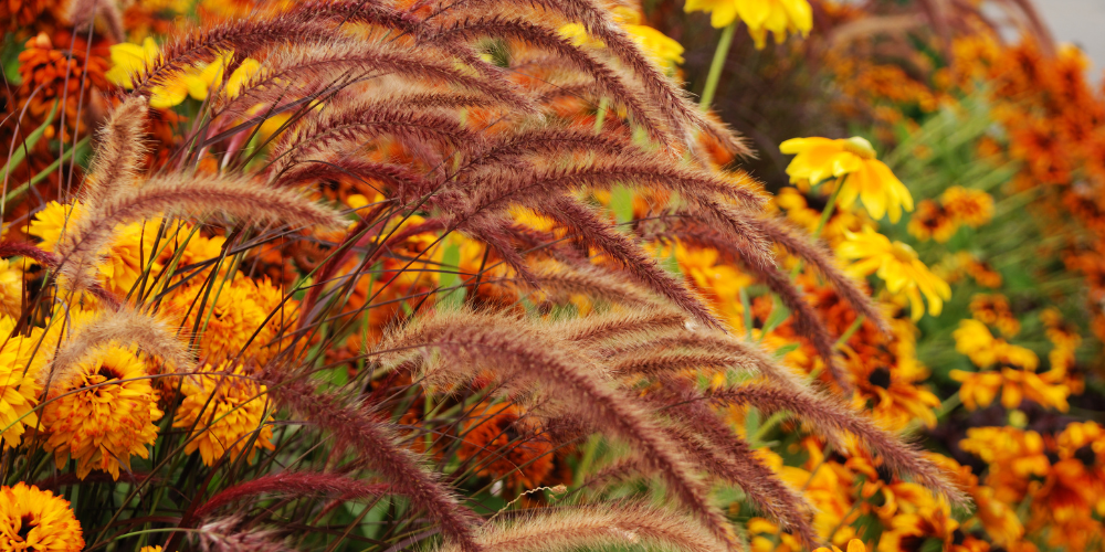 Wallaces Garden Center-Bettendorf-Iowa-Fall Perennial Guide-ornamental grass