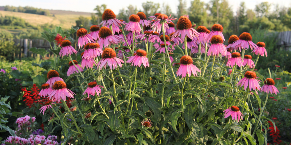 Wallaces Garden Center-Bettendorf-Iowa-Fall Perennial Guide-purple coneflower plant