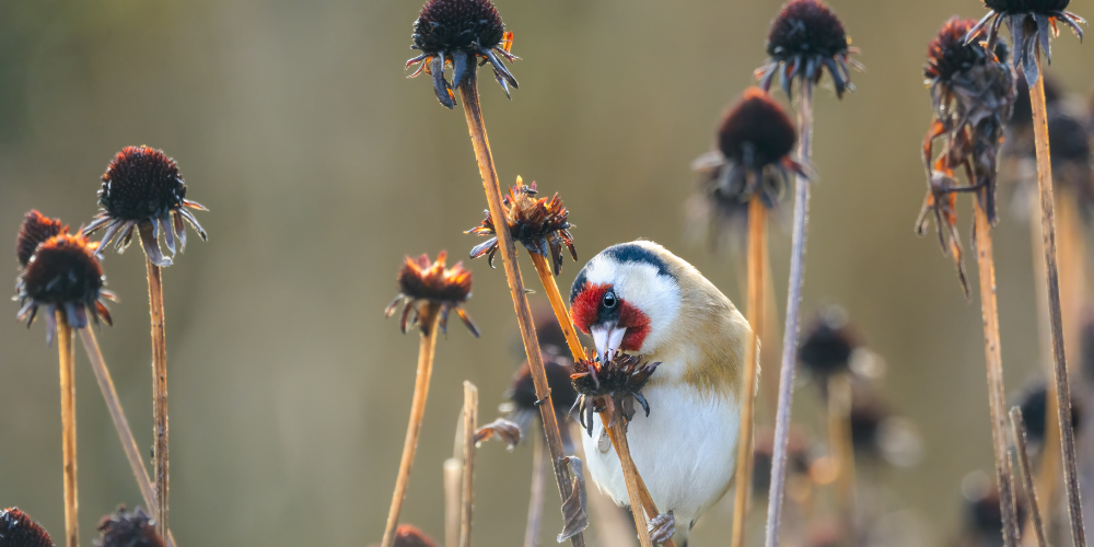 Wallaces Garden Center-Bettendorf-Iowa-Fall Pruning Guide-perennial seedheads winter