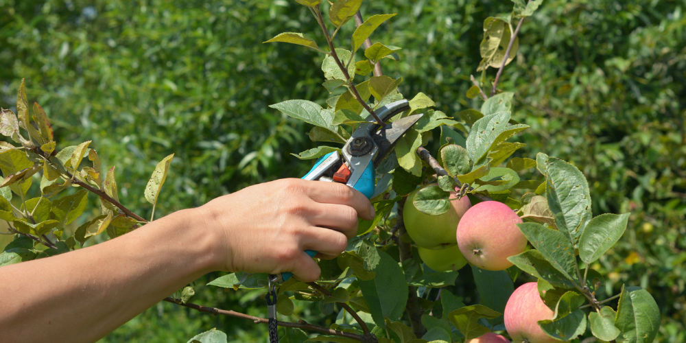 Wallaces Garden Center-Bettendorf-Iowa-Fantastic Fruit Trees-gardener pruning apple tree