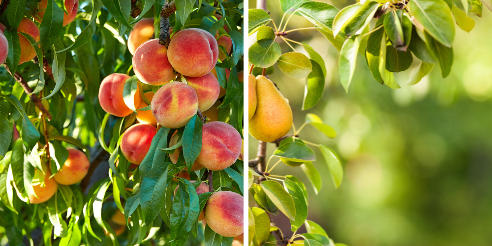 Wallaces Garden Center-Bettendorf-Iowa-Fantastic Fruit Trees-peaches and pears on trees