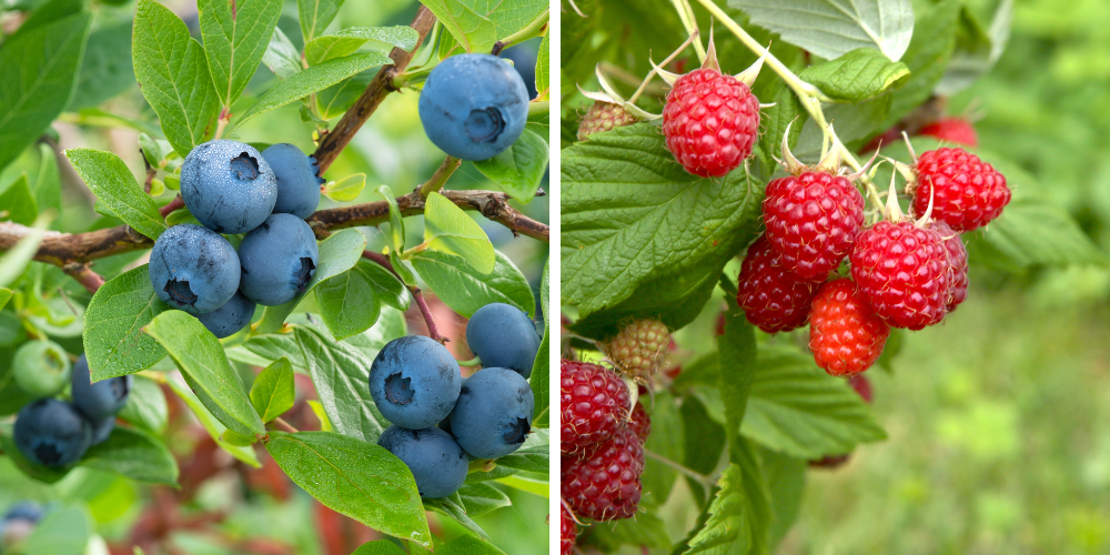 Wallaces Garden Center-Bettendorf-Iowa-Fantastic Fruit Trees-raspberries and blueberries on bush