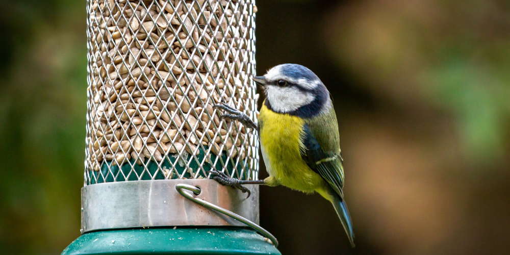 Wallaces Garden Center-Bettendorf-Iowa-Get Ready for Spring Guide-bird eating off feeder