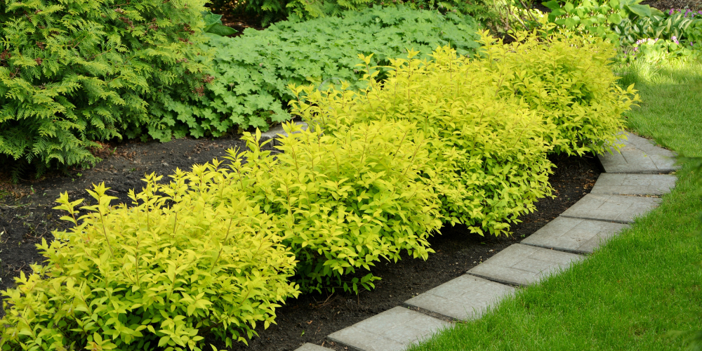 Wallaces Garden Center-Bettendorf-Iowa-Its Cyber Lime Time-spirea shrubs