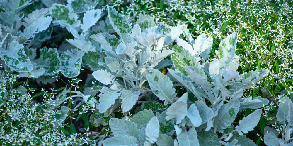 Wallaces Garden Center-Bettendorf-Iowa-Moon Gardens-dusty miller and euphorbia