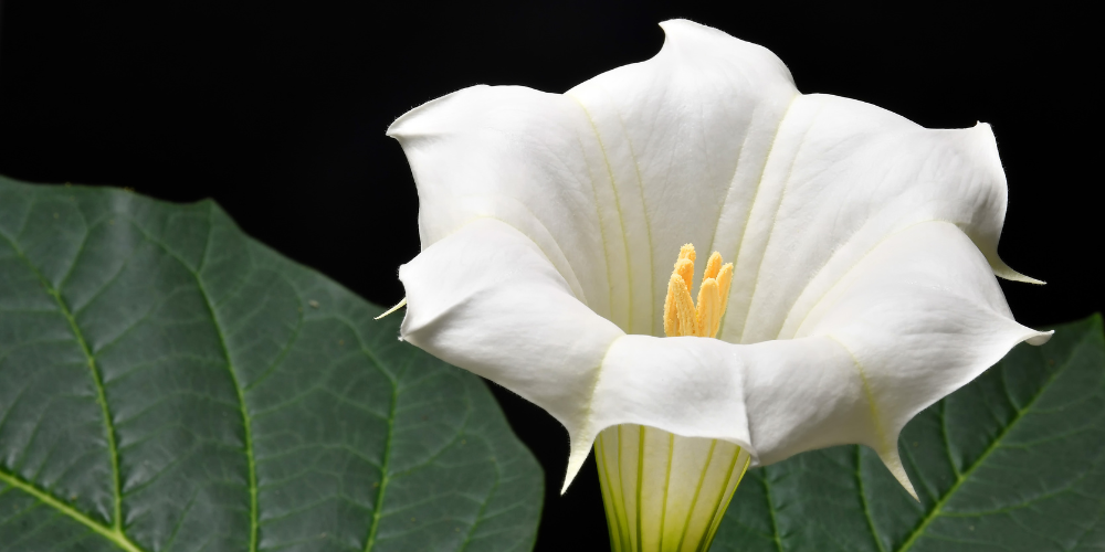 Wallaces Garden Center-Bettendorf-Iowa-Moon Gardens-moonflower vine