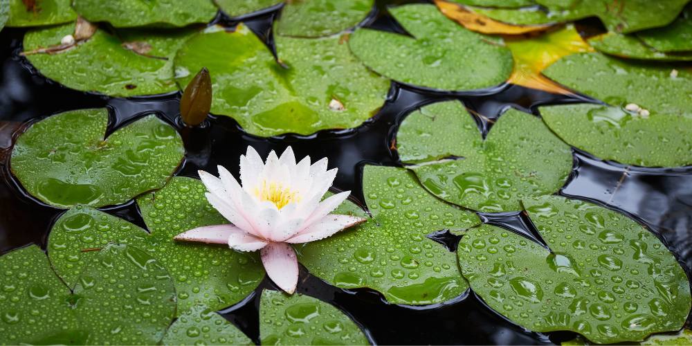 Wallaces Garden Center-Bettendorf-Iowa-Moon Gardens-water lily