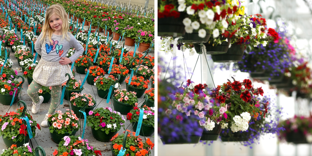 Wallaces Garden Center-Bettendorf-Iowa-Mother's Day Gifts-hanging baskets