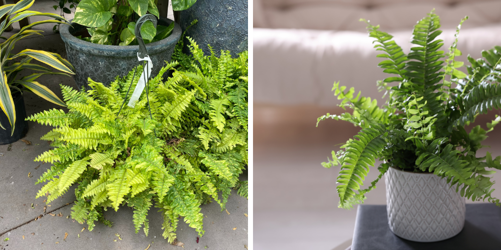 Wallace's Garden Center-Bettendorf-Iowa-Mother's Day Gifts-Tiger Fern