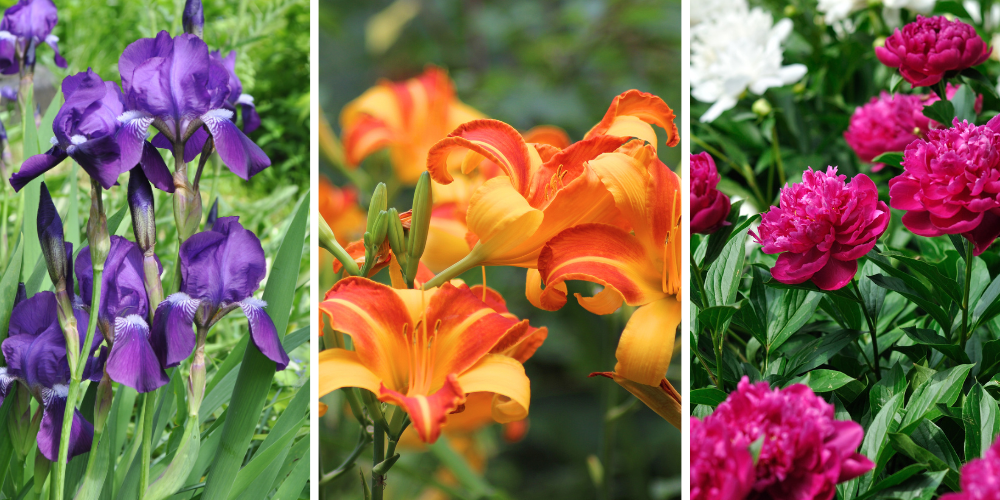 Wallaces Garden Center-Bettendorf-Iowa-Post-Bloom Perennial Care in Iowa-iris daylily and peony blooms