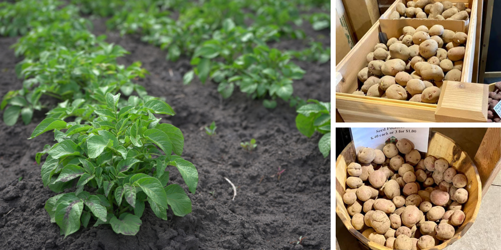 Wallaces Garden Center-Bettendorf-Iowa-Potato Planting-seed potatoes
