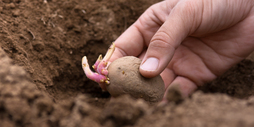 Wallaces Garden Center-Bettendorf-Iowa-Potato Planting in the garden