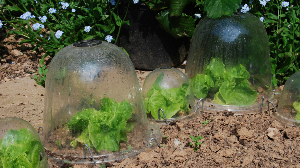 Wallaces Garden Center-Bettendorf-Iowa-Seed Starting Guide Part 2-garden cloches