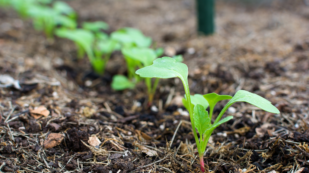 Wallaces Garden Center-Bettendorf-Iowa-Seed Starting Guide Part 2-radish seeds