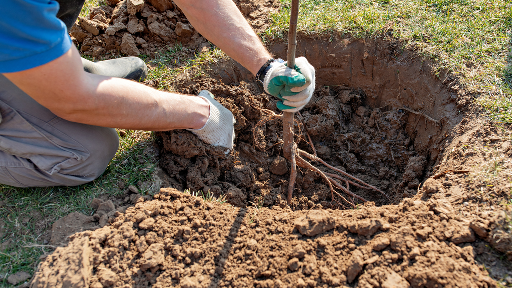 Wallaces Garden Center-Bettendorf-Iowa-Spring Tree Planting-planting new tree