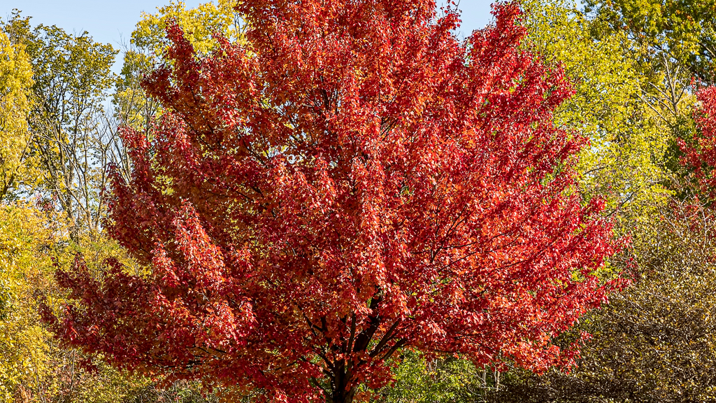 Wallaces Garden Center-Bettendorf-Iowa-Spring Tree Planting-red maple tree
