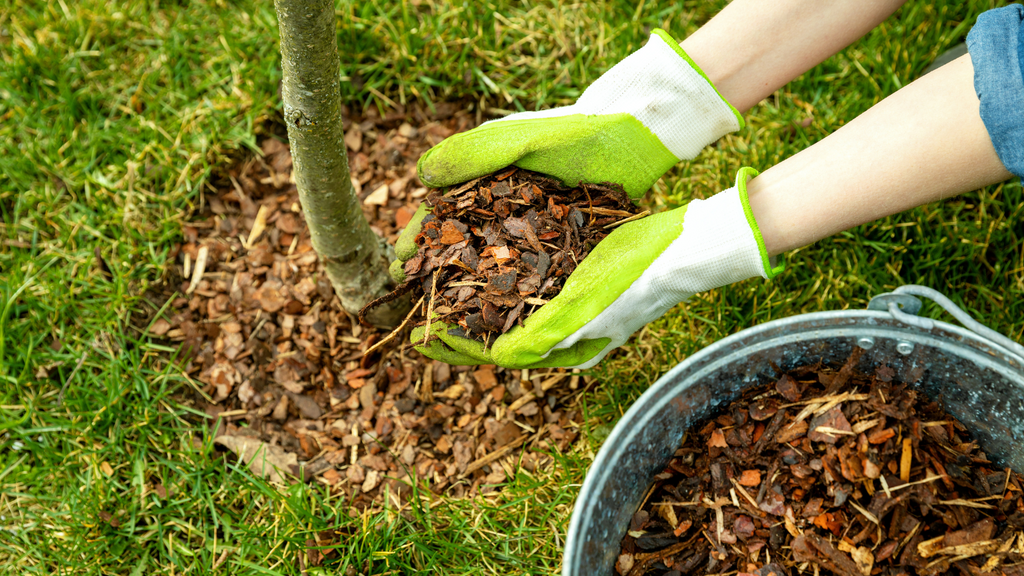 Wallaces Garden Center-Bettendorf-Iowa-Spring Tree Planting-mulching new tree