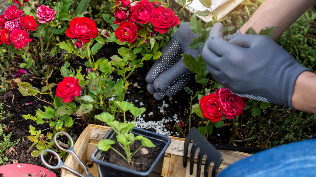 Wallaces Garden Center-Bettendorf-Iowa-fertilizer-fertilizing roses