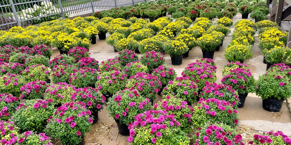 Wallaces Garden Center-Bettendorf-Iowa-prepare your garden for fall-chrysanthemum flowers