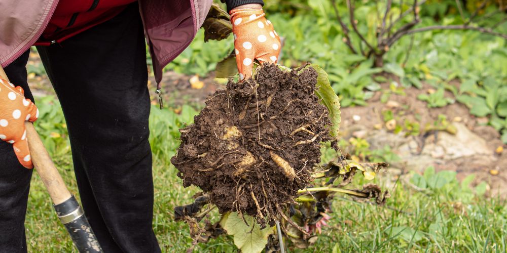 Wallaces Garden Center-Bettendorf-Iowa-prepare your garden for fall-dig up tubers