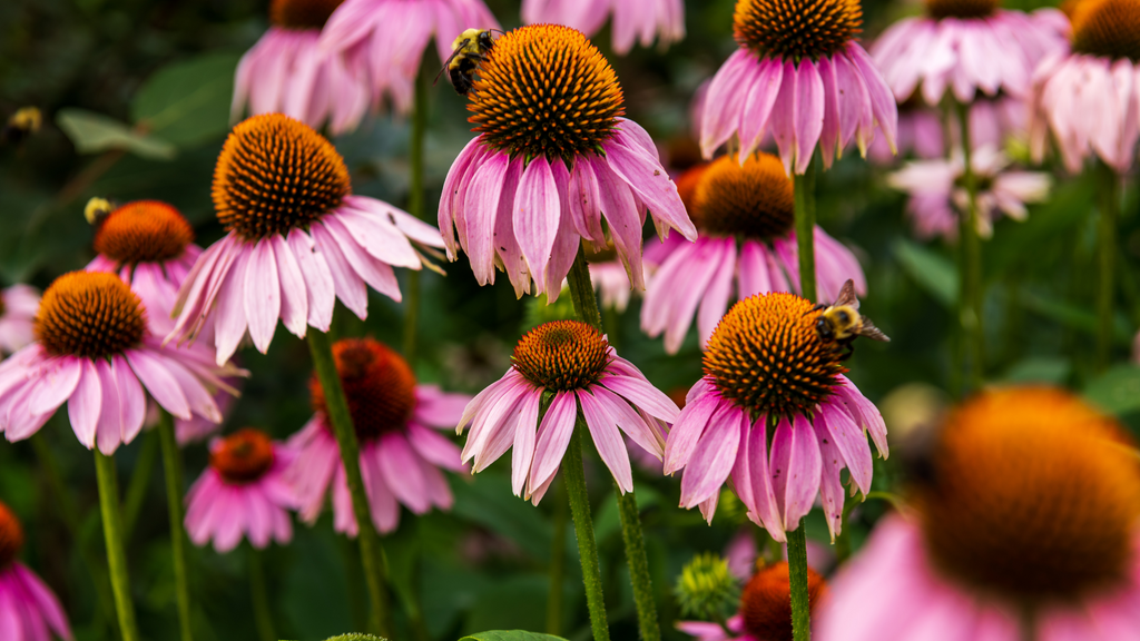 Wallaces Garden Center-Bettendorf-Iowa-preparing perennials for spring-purple coneflower with bee