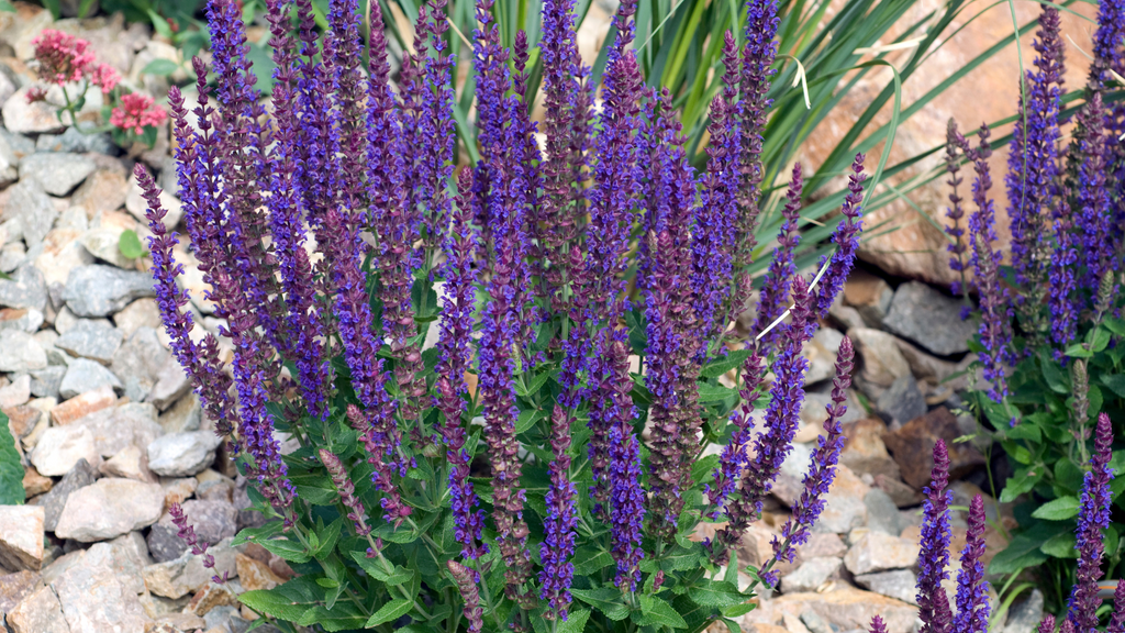 Wallaces Garden Center-Bettendorf-Iowa-preparing perennials for spring-salvia plant