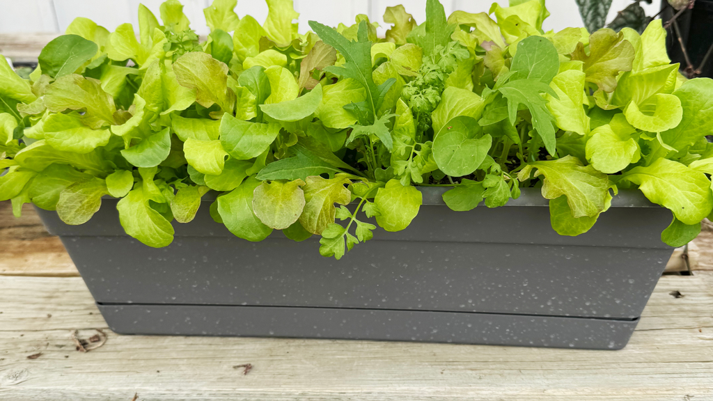 Wallaces Garden Center-Bettendorf-Iowa-seed starting 101-lettuce in pot