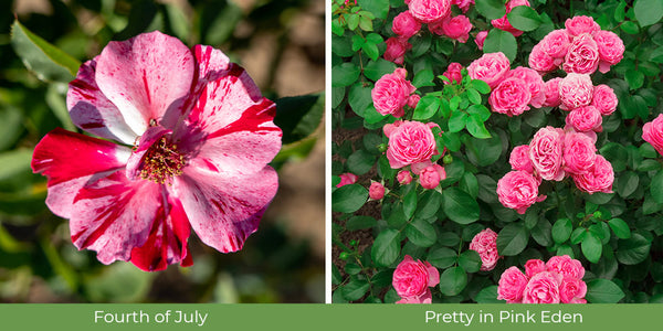 climbing roses