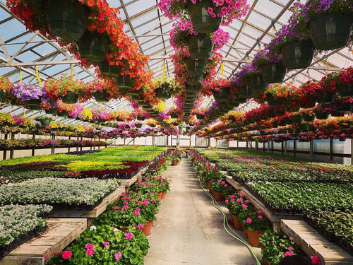 greenhouse full of flowers-Wallaces Garden Center-Bettendorf-Iowa.jpg__PID:3c8ccdf4-c34c-4326-aca7-2a4a483af0d9