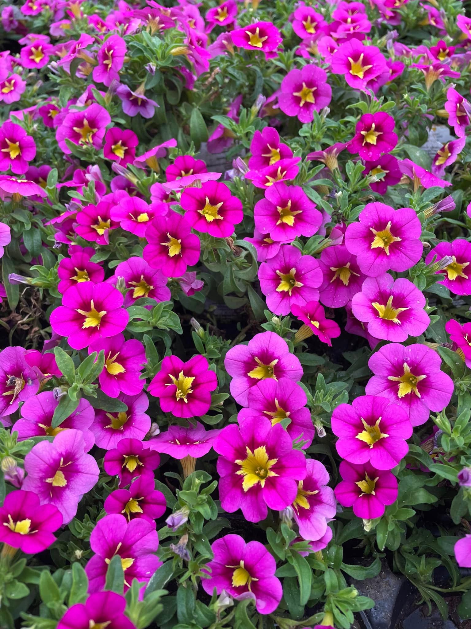 Pink calibrachoa with pink eyes