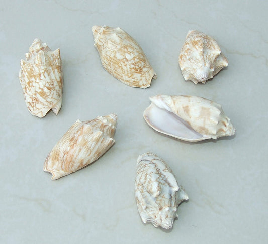 Strawberry Conch Seashells - Conomurex Luhuanus - (10 shells, approx. 1-2  inches)