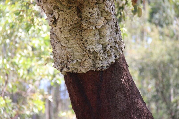 Cork bark on a tree - textured and rugged surface of cork bark, showcasing the natural and unique patterns of cork oaks