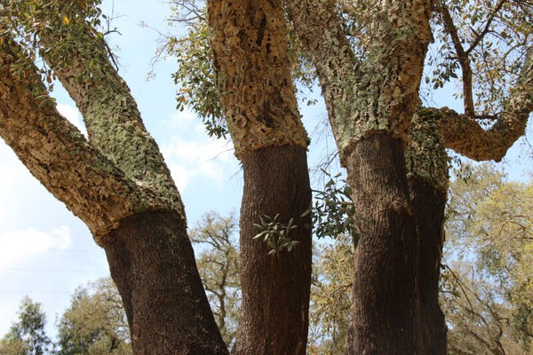 kork baum portugal montados