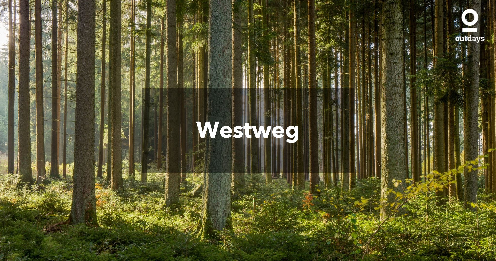 Wald mit vielen Bäumen: Westweg