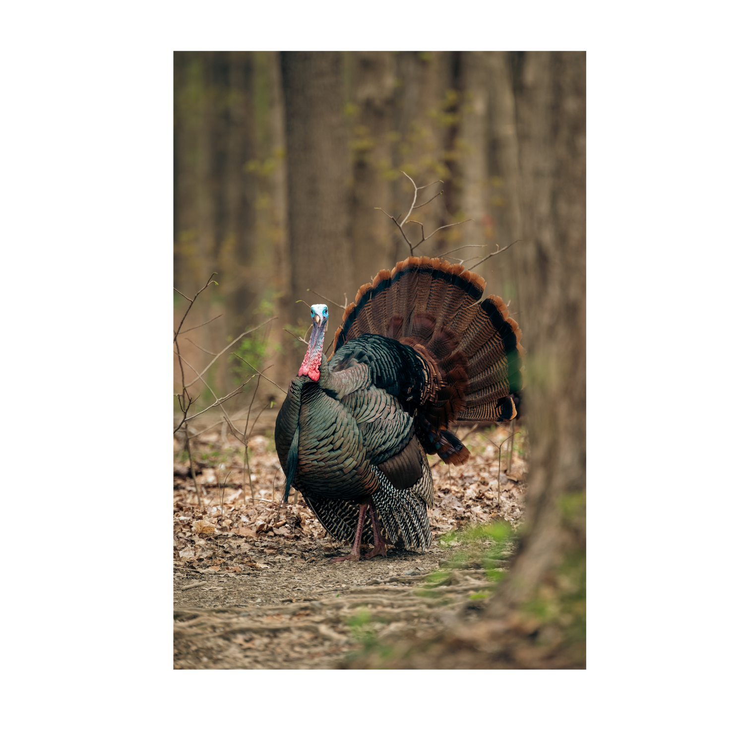 Preparing for Turkey Season in Tips and Tricks for a Successf