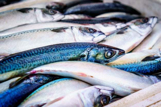 Mercury Levels in Fish | Know About the Mercury Levels in Fish | Fish Consumption