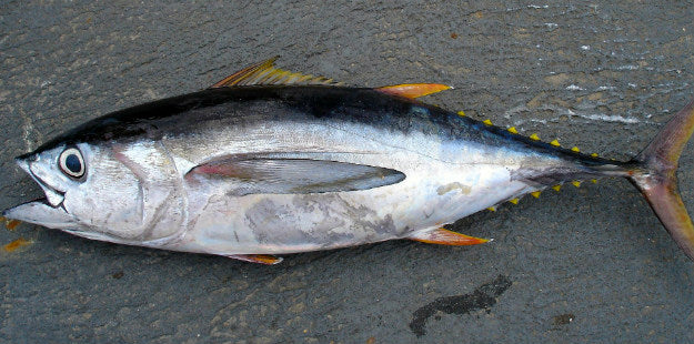 Tuna Mercury Levels and Consumption | Know About the Mercury Levels in Fish | Fish Consumption