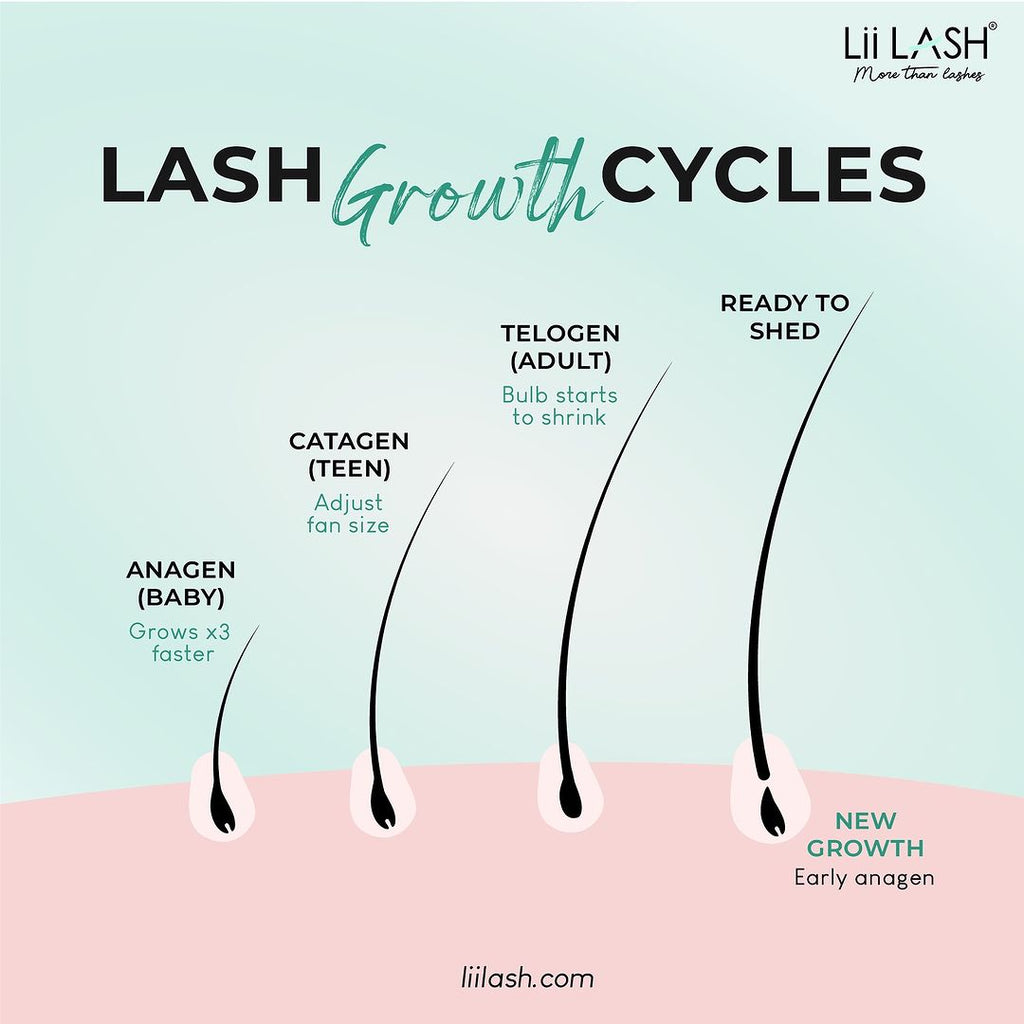 Lash-growth-cycle