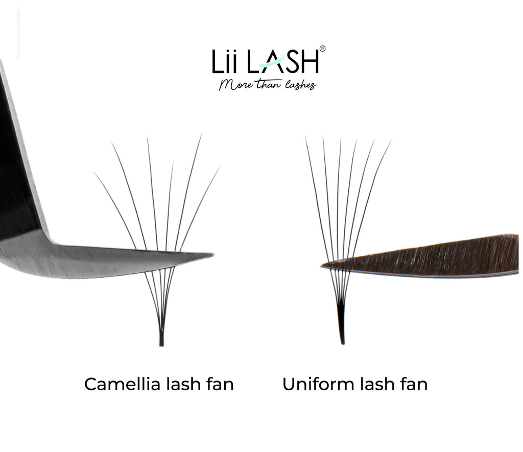camellia-lash-fan-vs-uniform-lash-fan