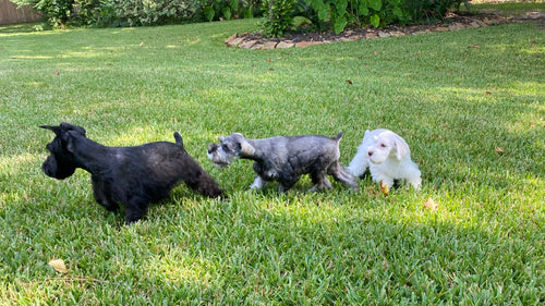 Texas Tiny Tails 