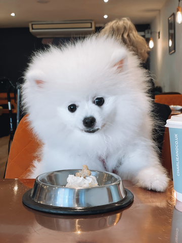 An image of a white dog eating a puppucino at Charlie + Co Dog Cafe in Nantwich