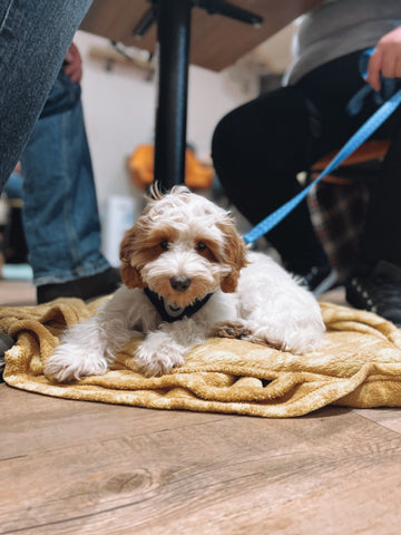 A Cockapoo Puppy at a Settle Training Evening at Charlie + Co Dog Cafe in Nantwich