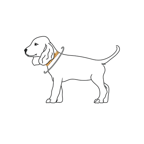 An image demonstrating where to measure for a dog collar