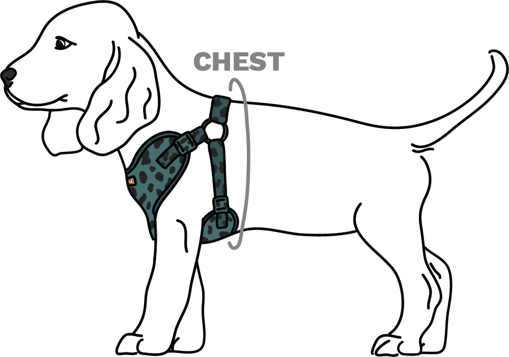 Dog measurement for harness