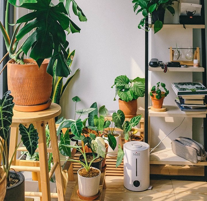 house plants and indoor foliage