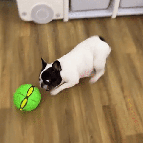 Dogbee™ | Honden frisbee bal 1+1 GRATIS – Moose-products