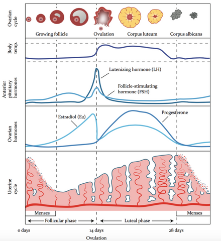 Menstrual Cycle Phases