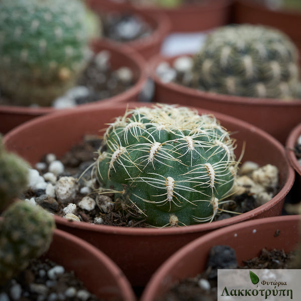 Rebutia canigueralii crispata – Cyprus Cactus