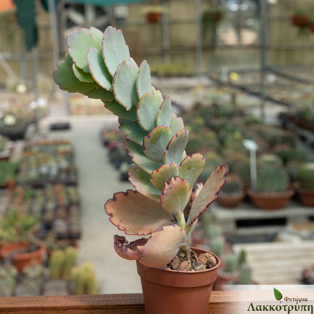 Kalanchoe Fedtschenkoi Cyprus Cactus 0581