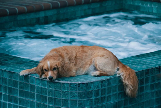 A dog resting on the side of a hot tub